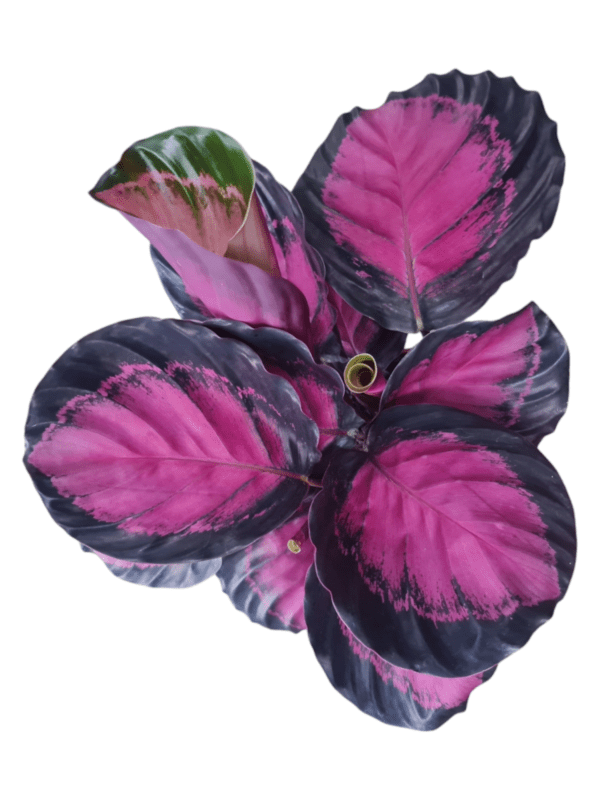 Folhagem Maranta Rosea Crimson - Pote 15 Cheio - Imagem 2