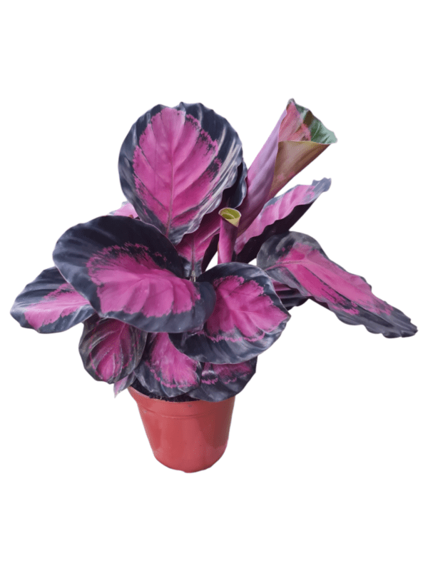 Folhagem Maranta Rosea Crimson - Pote 15 Cheio