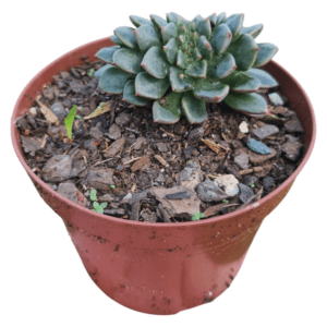 Suculenta Echeveria Mina rubra Cristata
