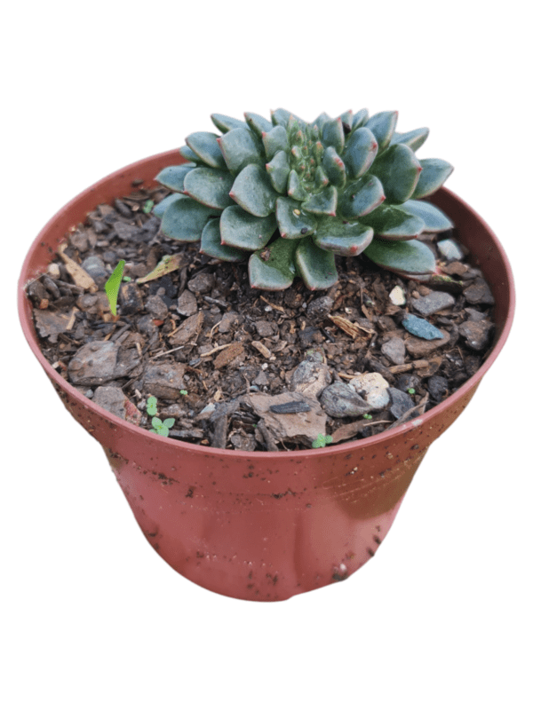 Suculenta Echeveria Mina rubra Cristata - Image 2