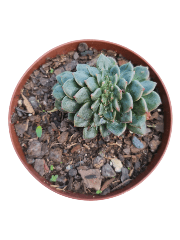 Suculenta Echeveria Mina rubra Cristata