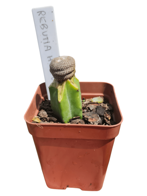 Cacto Rebutia Heliosa - Enxertada