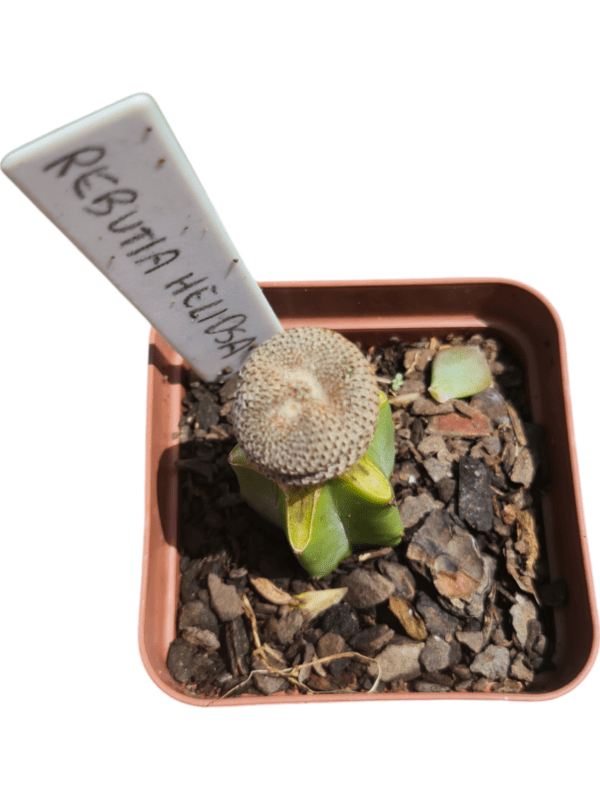 Cacto Rebutia Heliosa - Enxertada - Image 2