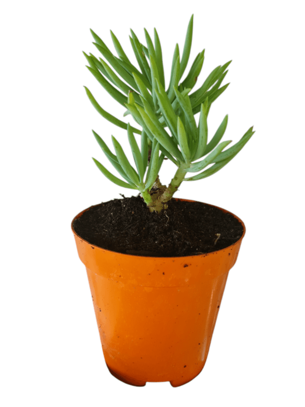 Suculenta Senecio Azul- Arvoreta