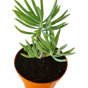 Suculenta Senecio Azul- Arvoreta