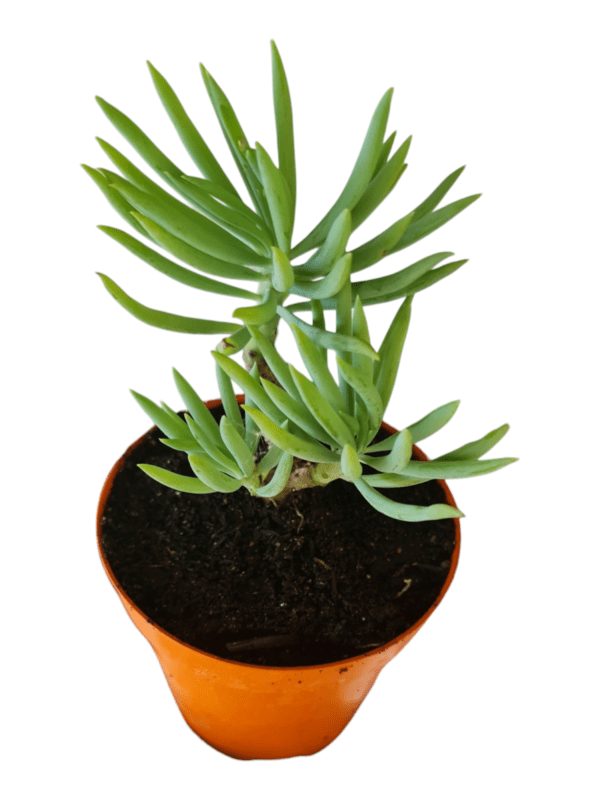 Suculenta Senecio Azul- Arvoreta - Image 2