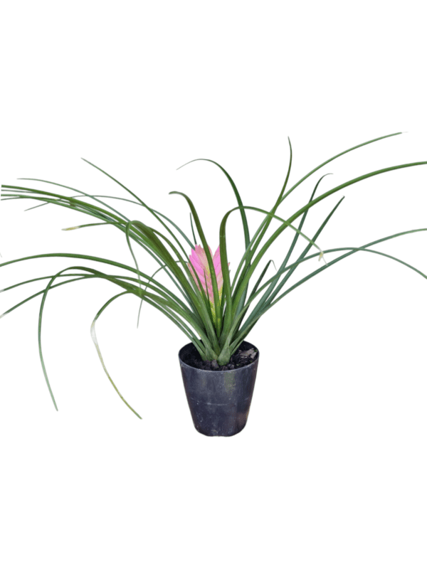 Bromélia Tillandsia cyanea - Image 3