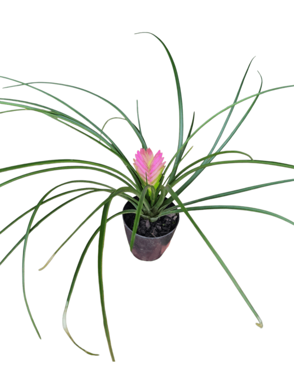 Bromélia Tillandsia cyanea - Image 2
