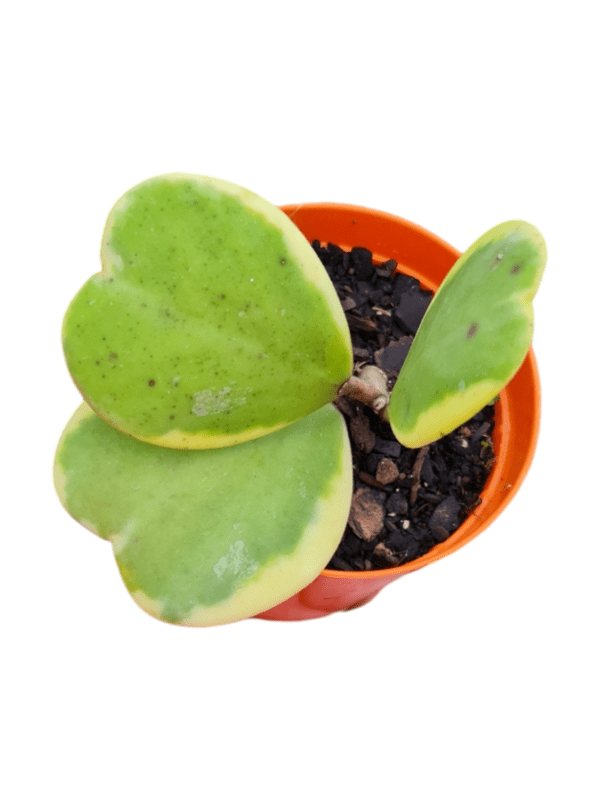 Hoya kerri Variegata - Flor de cera Coração
