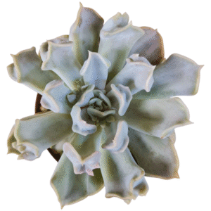 Suculenta Echeveria Thriler pearl – Pote 11