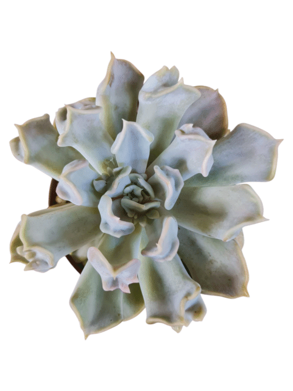 Suculenta Echeveria Thriler pearl - Pote 11