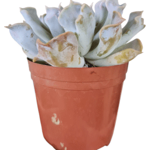 Suculenta Echeveria Thriler pearl – Pote 11