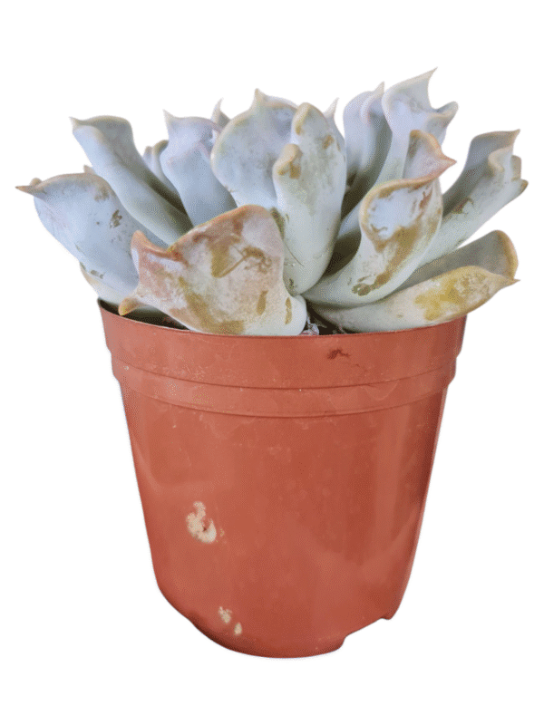Suculenta Echeveria Thriler pearl - Pote 11 - Image 2