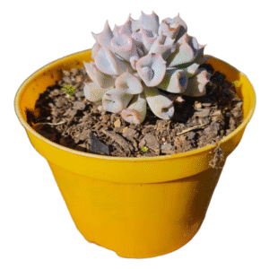 Suculenta Echeveria Pig nose