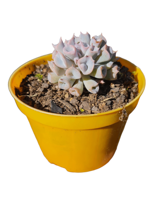 Suculenta Echeveria Pig nose