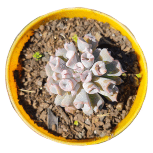 Suculenta Echeveria Pig nose