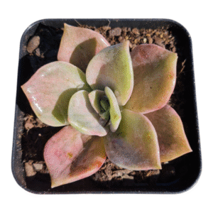 Suculenta Echeveria Mr. Richard Variegata