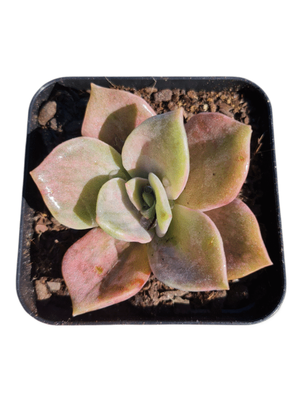Suculenta Echeveria Albert baynes Variegata