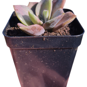 Suculenta Echeveria Mr. Richard Variegata