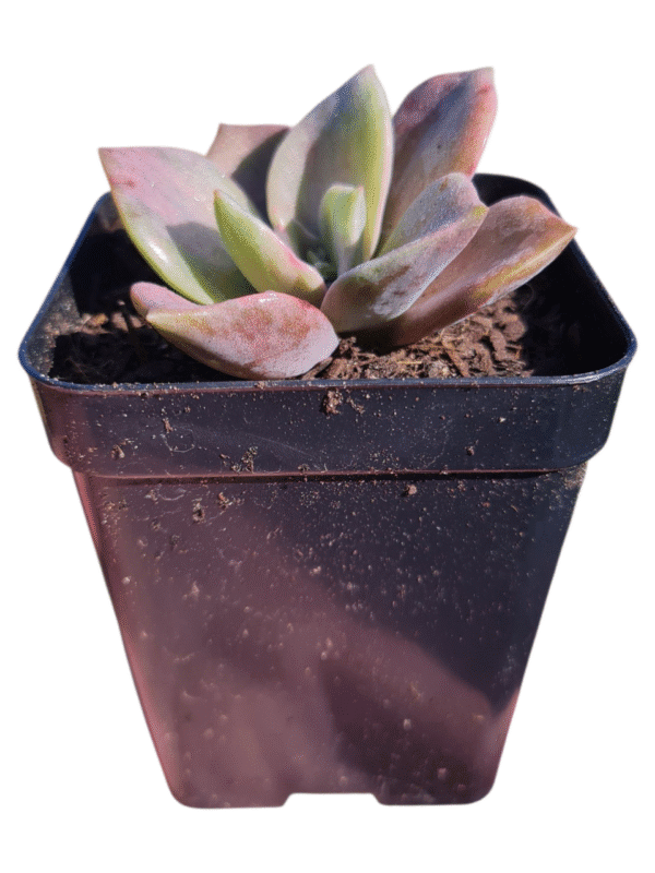 Suculenta Echeveria Albert baynes Variegata - Imagem 2