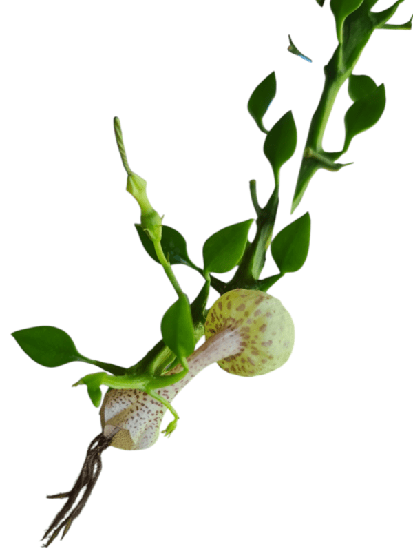 Ceropegia Armandii Dragão - Imagem 2