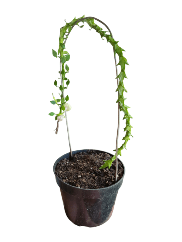 Ceropegia Armandii Dragão