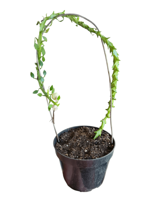 Ceropegia Armandii Dragão - Imagem 3