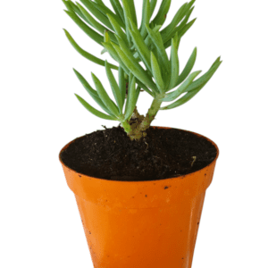Suculenta Senecio Azul