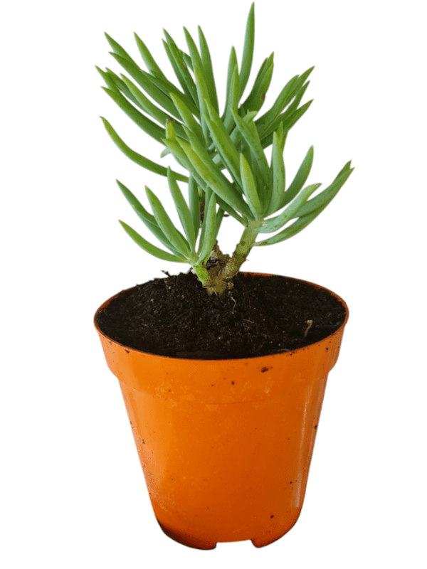 Suculenta Senecio Azul