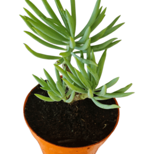 Suculenta Senecio Azul
