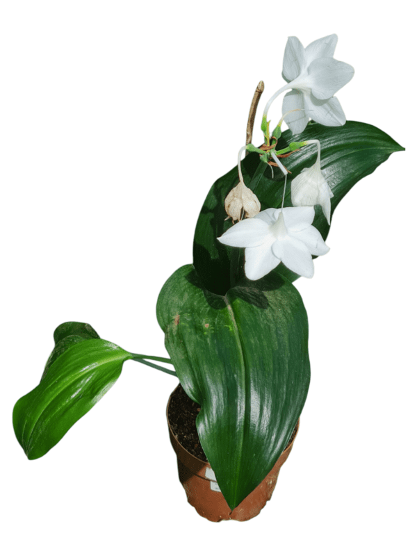 Lírio do Amazonas Branco - Eucharis grandiflora - Image 2