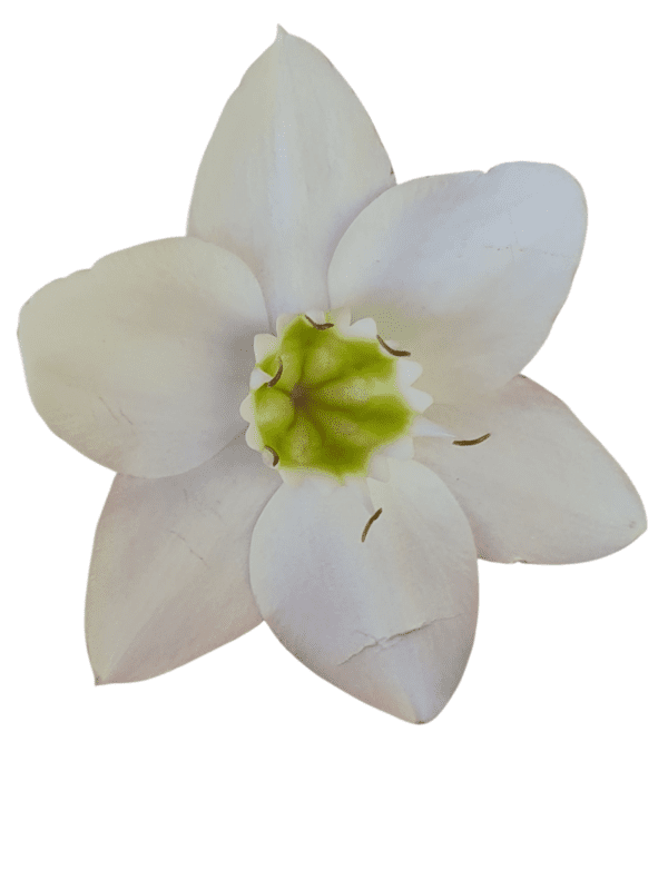 Lírio do Amazonas Branco - Eucharis grandiflora