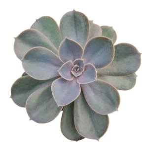 Suculenta Echeveria Perle Von Nurnberg