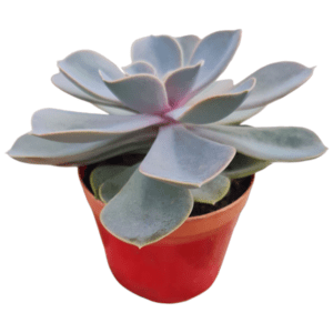 Suculenta Echeveria Perle Von Nurnberg