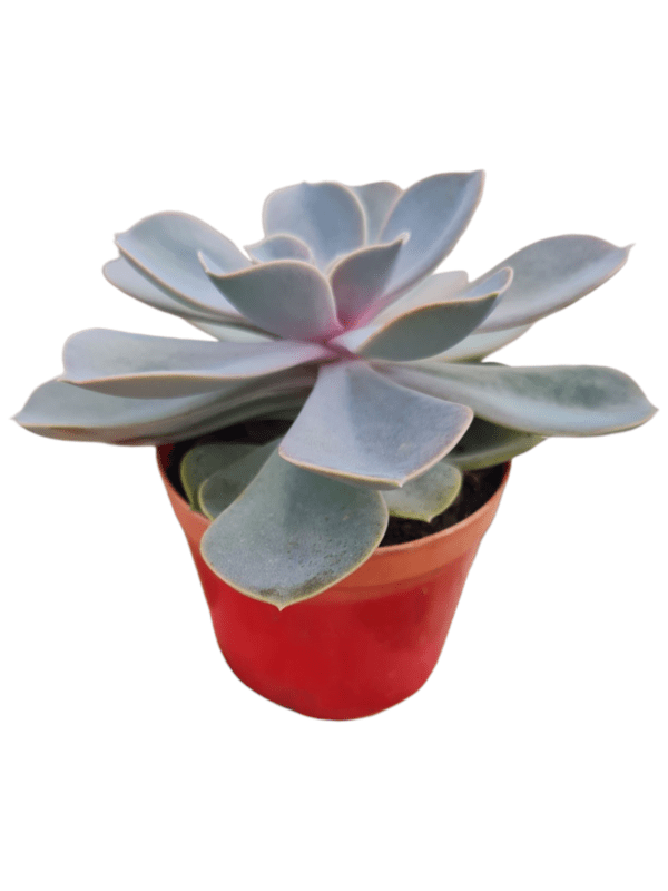 Suculenta Echeveria Perle Von Nurnberg - Image 2