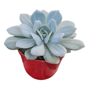 Suculenta Echeveria Caly Argentea