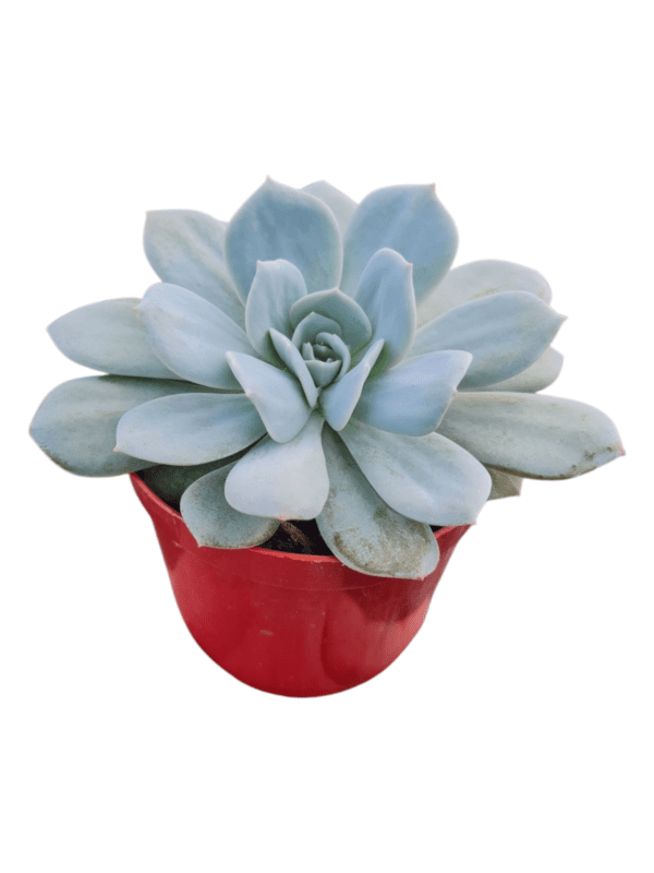 Suculenta Echeveria Caly Argentea - Image 2