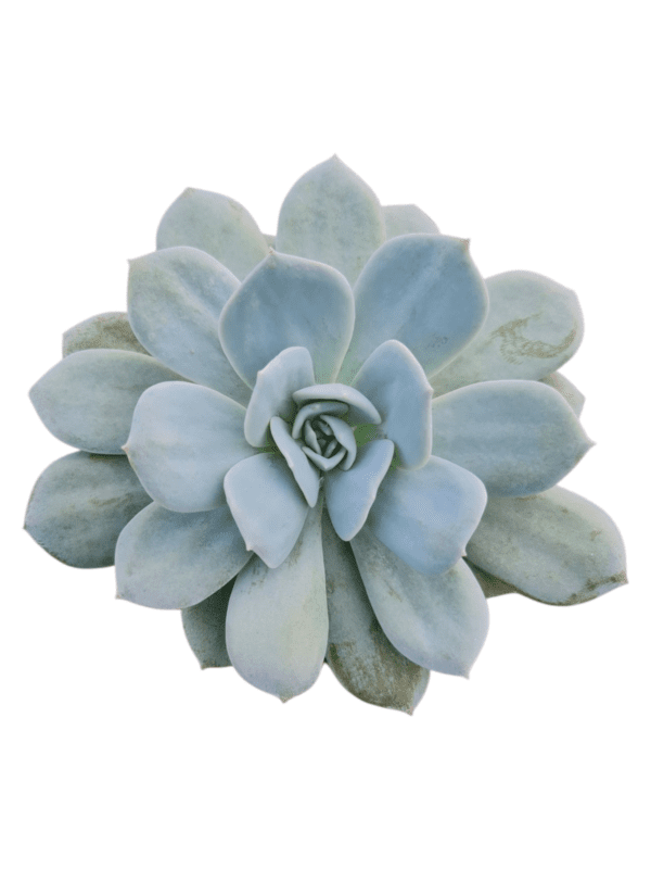 Suculenta Echeveria Caly Argentea