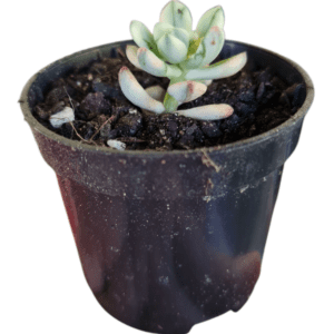 Suculenta Echeveria Mc Dougalli Variegata