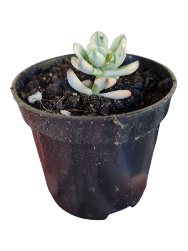Suculenta Echeveria Mc Dougalli Variegata - Image 2