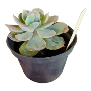 Suculenta Echeveria Caribean Blue
