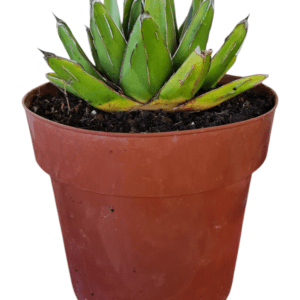 Suculenta Agave Reginae – Pote 17