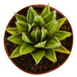 Suculenta Agave Reginae – Pote 17