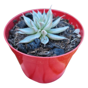 Suculenta Grapt. Silver Star Variegata