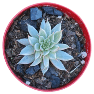Suculenta Grapt. Silver Star Variegata