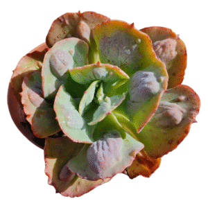 Gibbiflora Alhambra – Pote 15