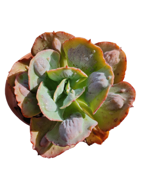 Gibbiflora Alhambra - Pote 15