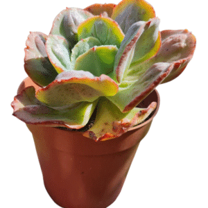 Gibbiflora Alhambra – Pote 15