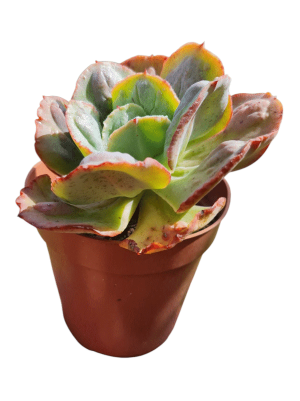 Gibbiflora Alhambra - Pote 15 - Image 2