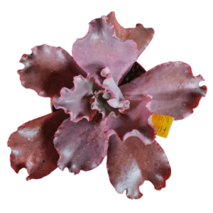 Suculenta Gibbiflora Fire Bird Wing